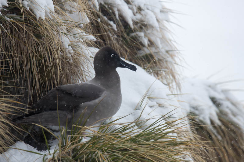 Light-Mantled Sooty Albatross