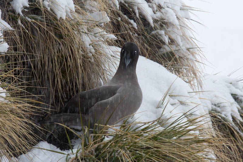 Light-Mantled Sooty Albatross