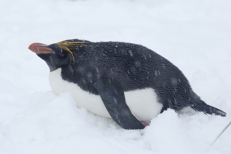 Macaroni Penguin