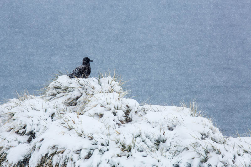 Brown Skua