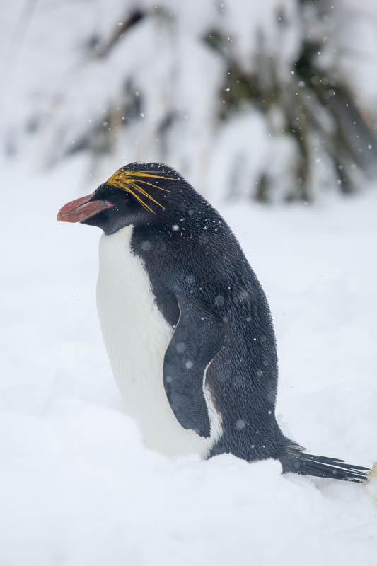 Macaroni Penguin