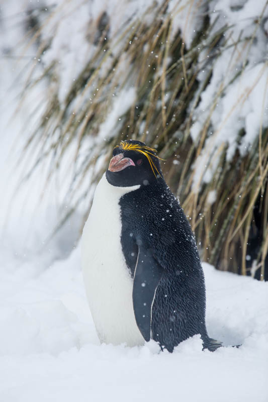 Macaroni Penguin