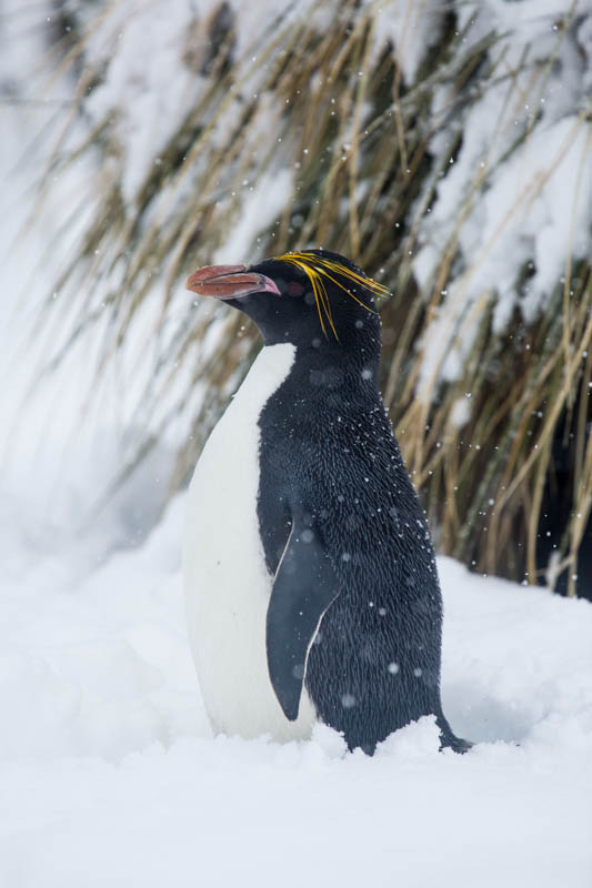 Macaroni Penguin