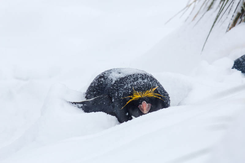 Macaroni Penguin