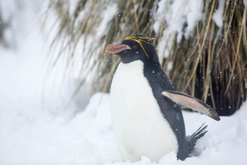 Macaroni Penguin