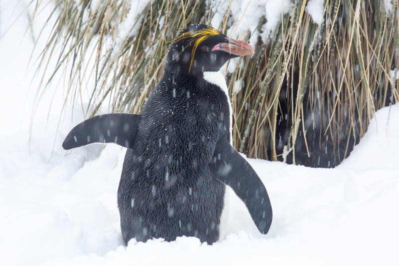 Macaroni Penguin