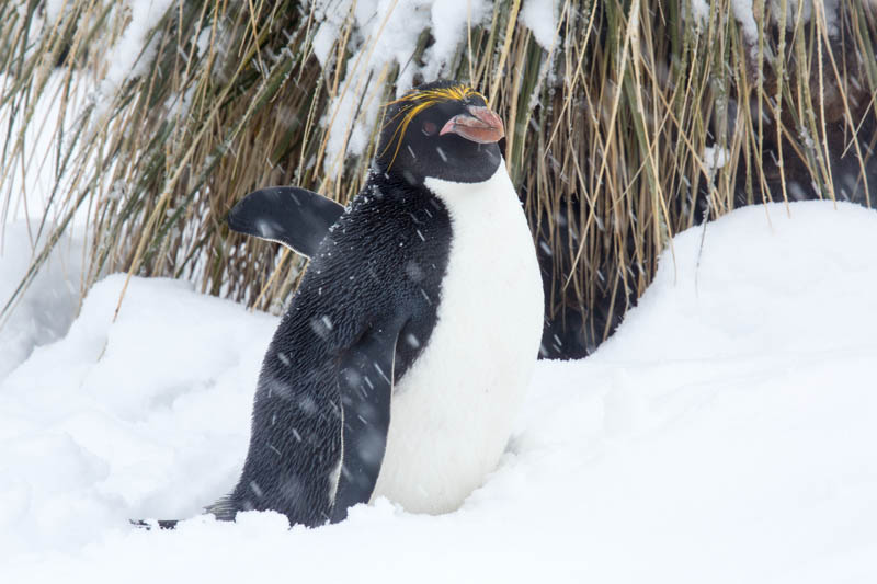 Macaroni Penguin