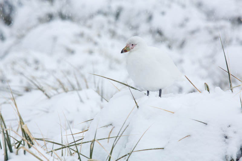 Pale-Faced Sheathbill