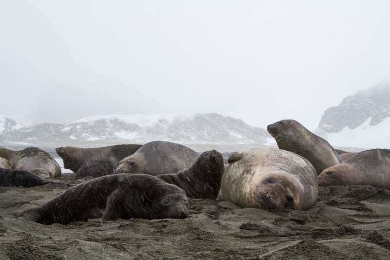 Southern Elephant Seals On Beach