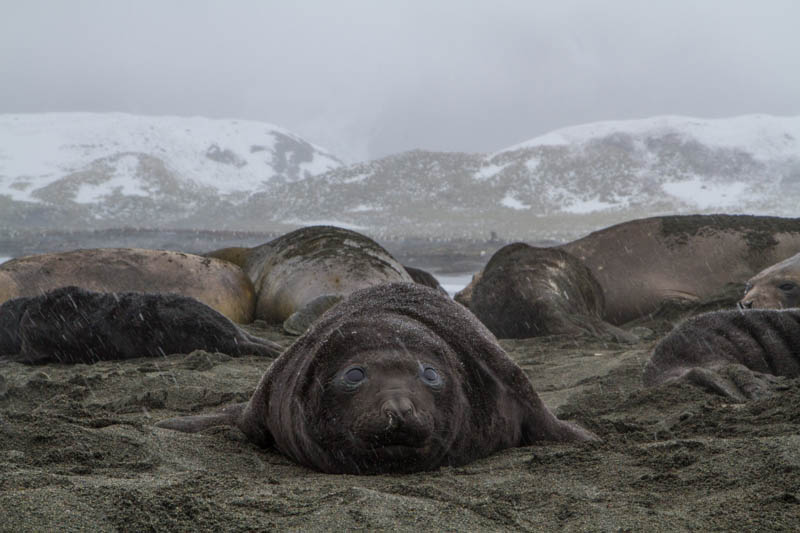 Southern Elephant Seals On Beach