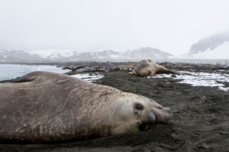 Southern Elephant Seals On Beach