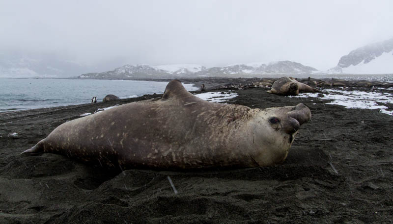 Southern Elephant Seals On Beach