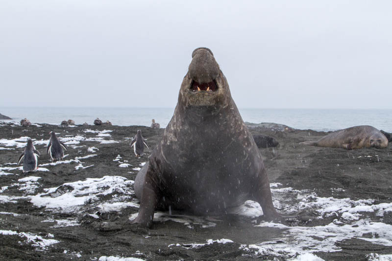 Southern Elephant Seal