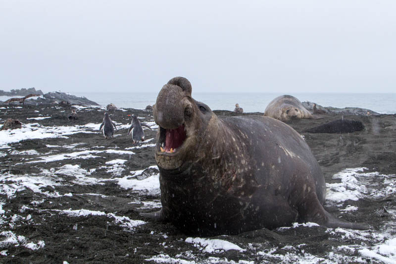 Southern Elephant Seal