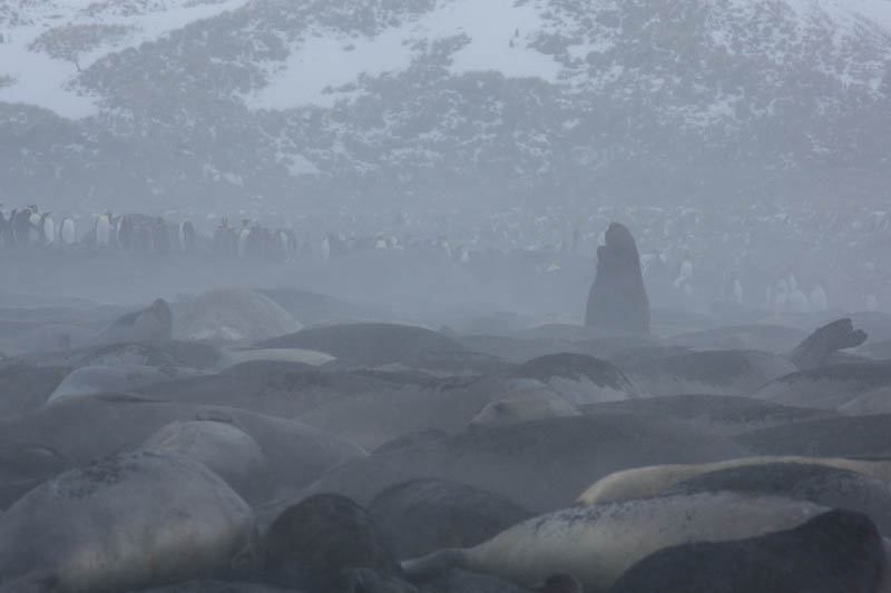 Southern Elephant Seals On Beach