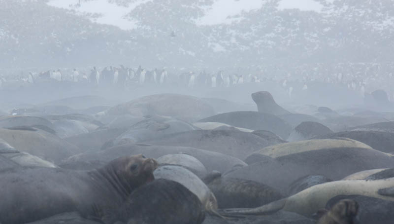 Southern Elephant Seals On Beach