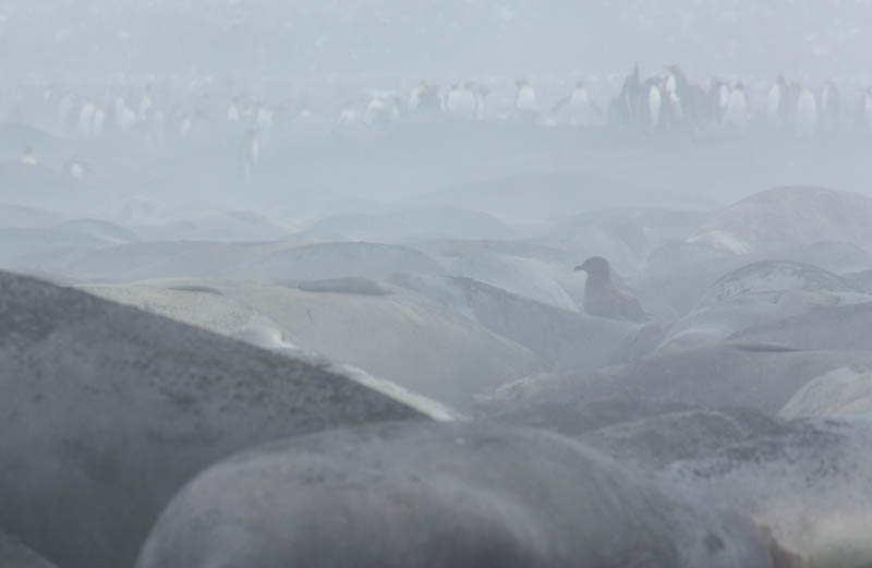 Brown Skua And Southern Elephant Seals On Beach