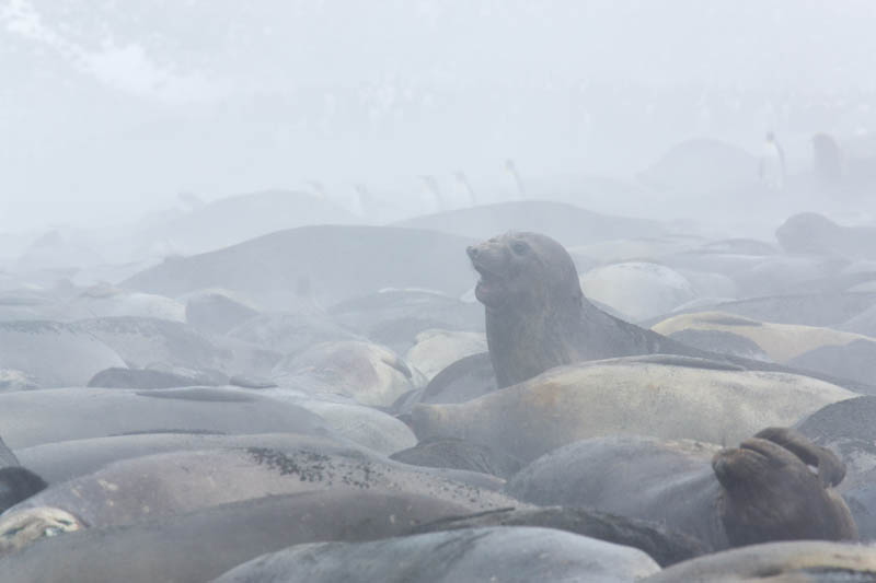 Southern Elephant Seals On Beach