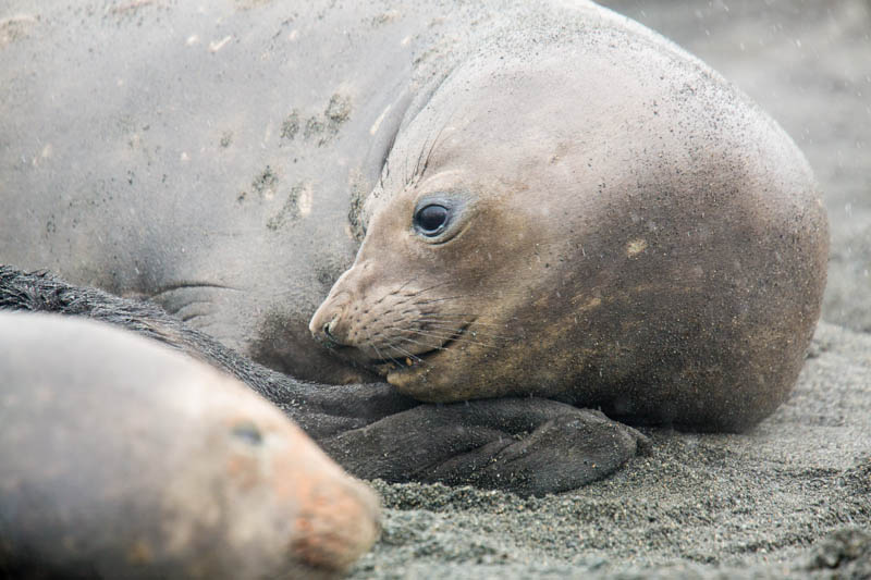 Southern Elephant Seal