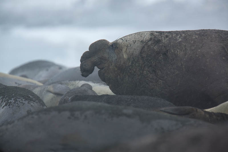 Southern Elephant Seals On Beach