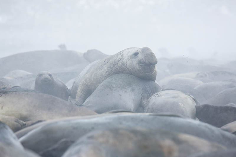 Southern Elephant Seals On Beach