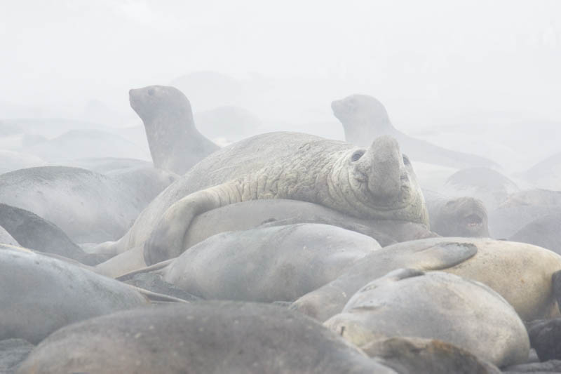 Southern Elephant Seals On Beach