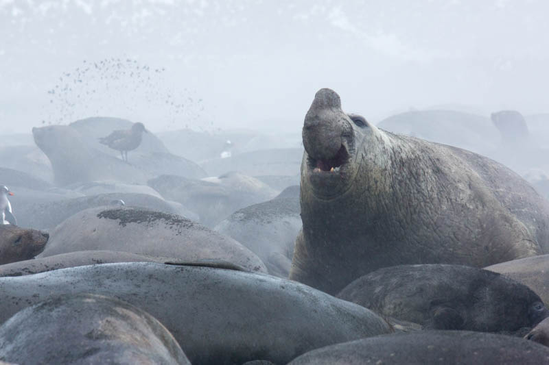 Southern Elephant Seals On Beach