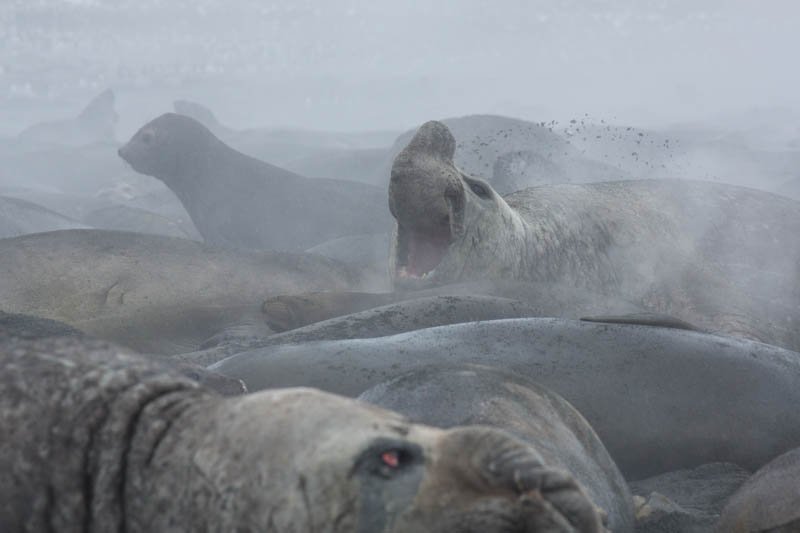 Southern Elephant Seals On Beach