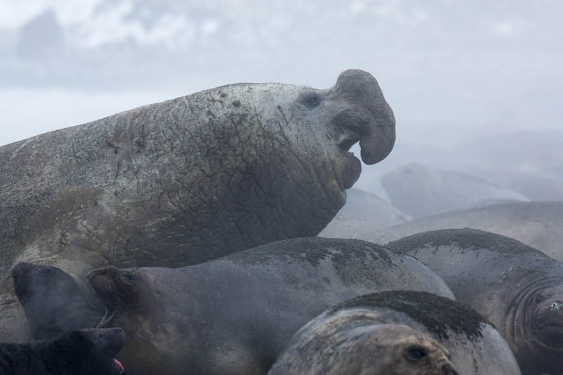 Southern Elephant Seals On Beach