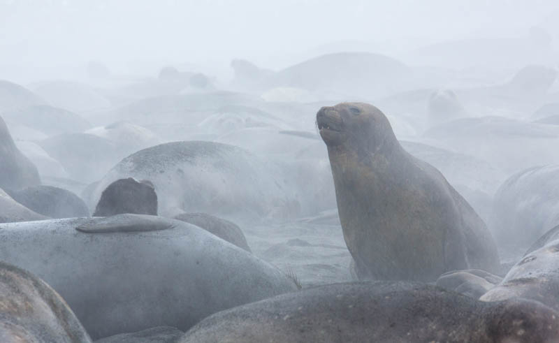 Southern Elephant Seals On Beach