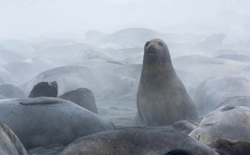 Southern Elephant Seals On Beach