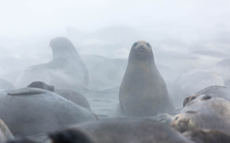 Southern Elephant Seals On Beach