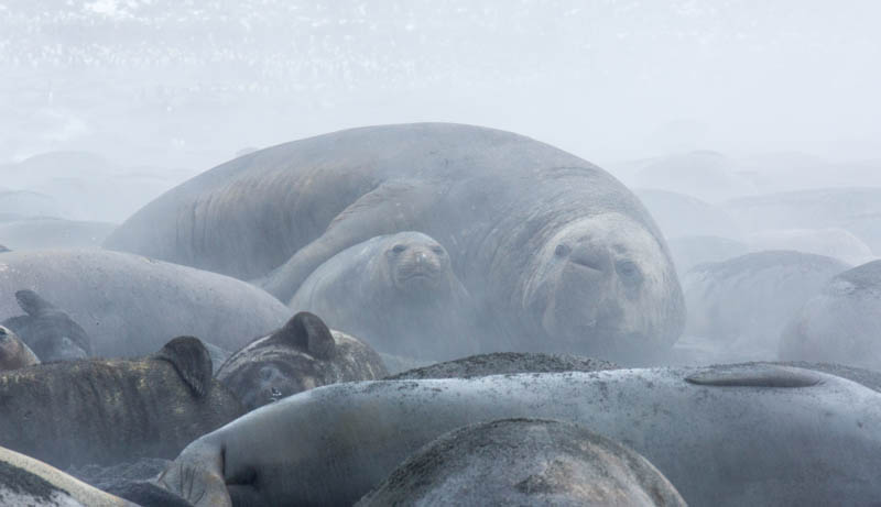 Southern Elephant Seals On Beach