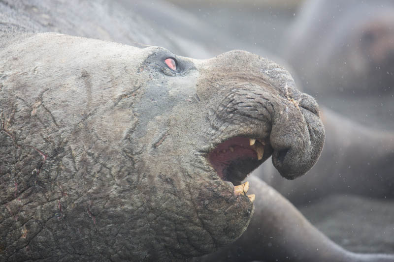 Southern Elephant Seal