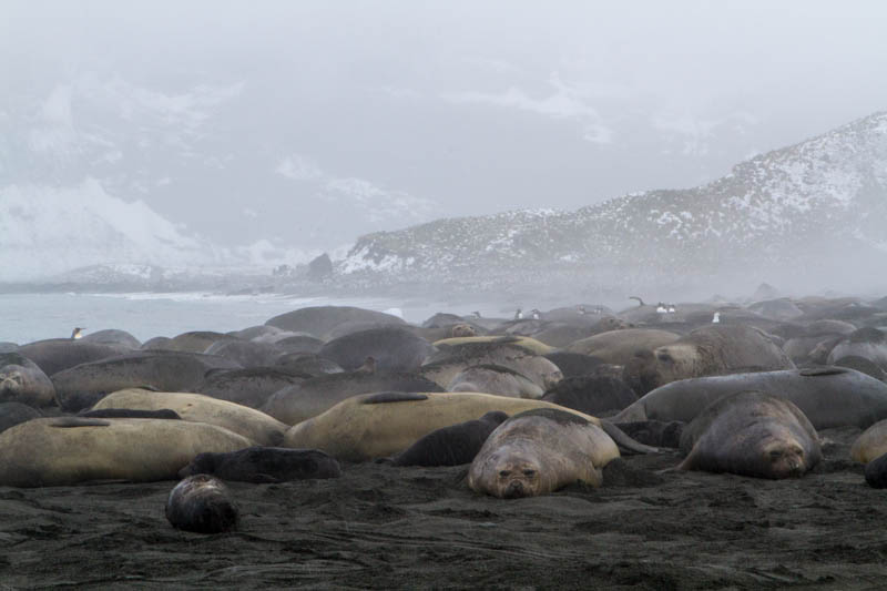 Southern Elephant Seals On Beach