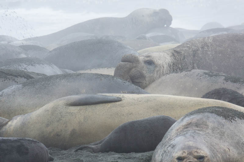 Southern Elephant Seals On Beach