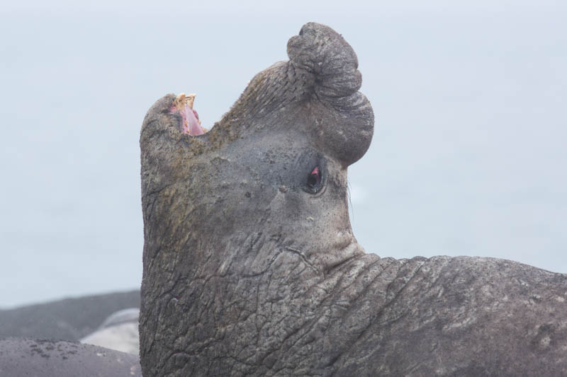 Southern Elephant Seal