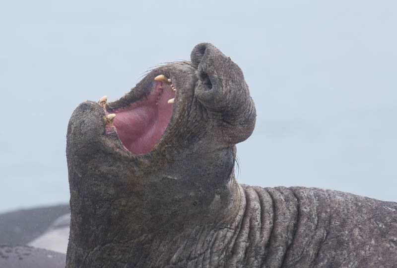 Southern Elephant Seal