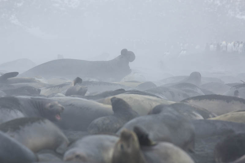 Southern Elephant Seals On Beach