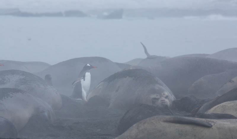 Gentoo Penguin And Southern Elephant Seals On Beach