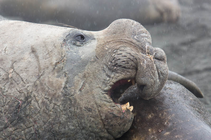 Southern Elephant Seal