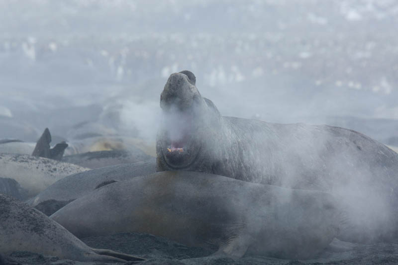 Southern Elephant Seal