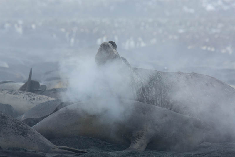 Southern Elephant Seal