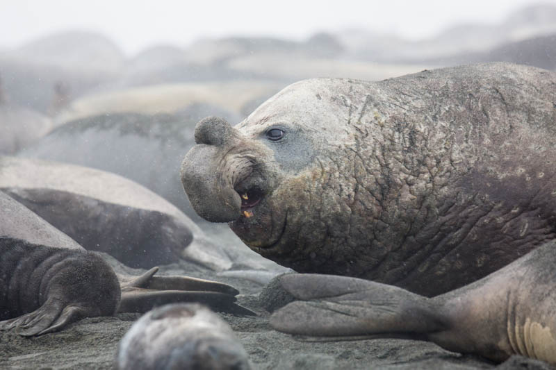 Southern Elephant Seal
