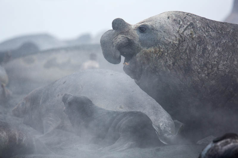 Southern Elephant Seal