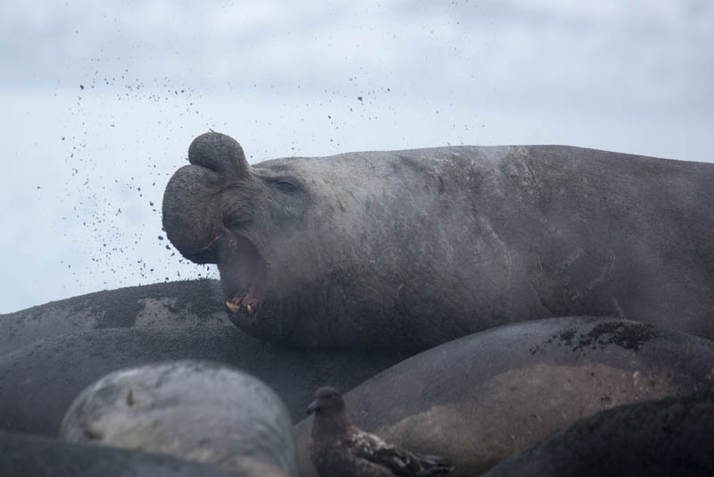 Southern Elephant Seal