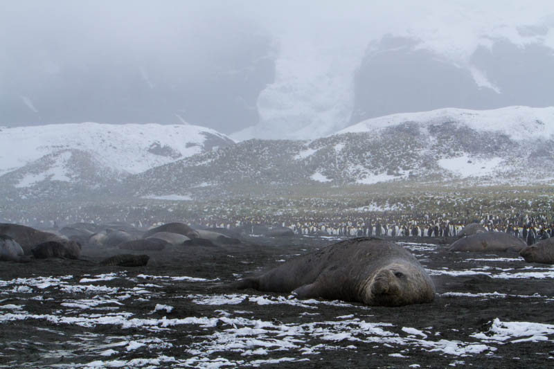 Southern Elephant Seals On Beach