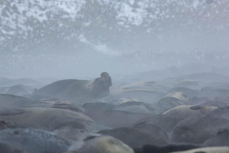 Southern Elephant Seals On Beach