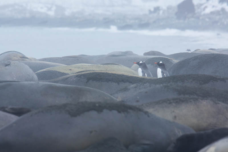 Gentoo Penguins And Southern Elephant Seals On Beach