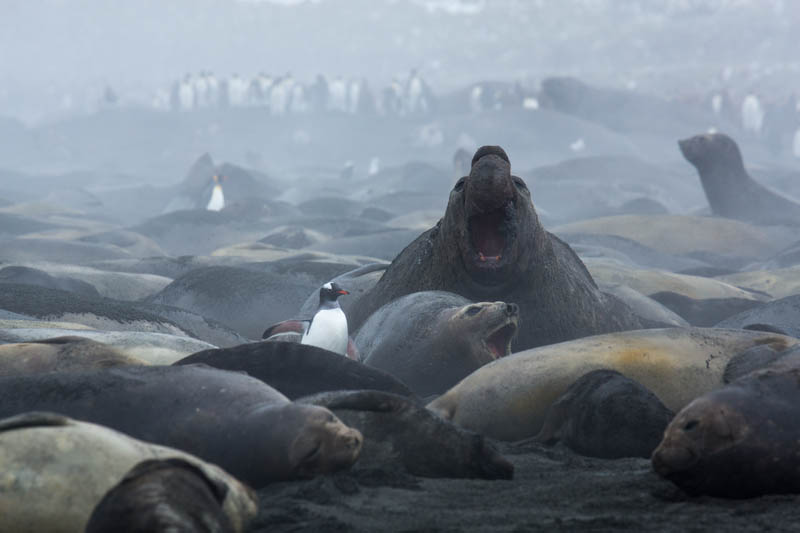 Southern Elephant Seals On Beach